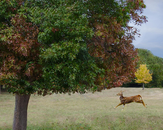 Axis Deer in Concan