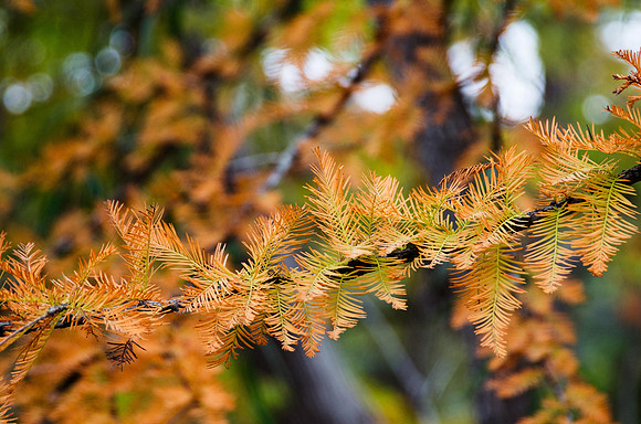 West Texas Color