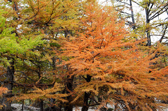 Fall Foliage