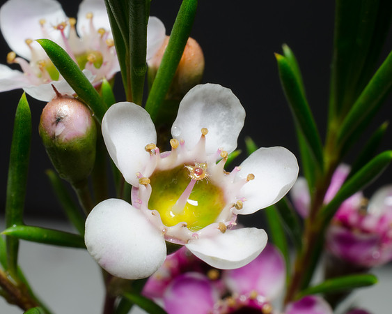 Chamelaucium