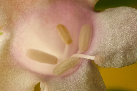 Pink Trumpet