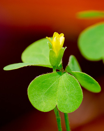 Yellow Wildflower