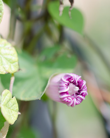 Morning Glory