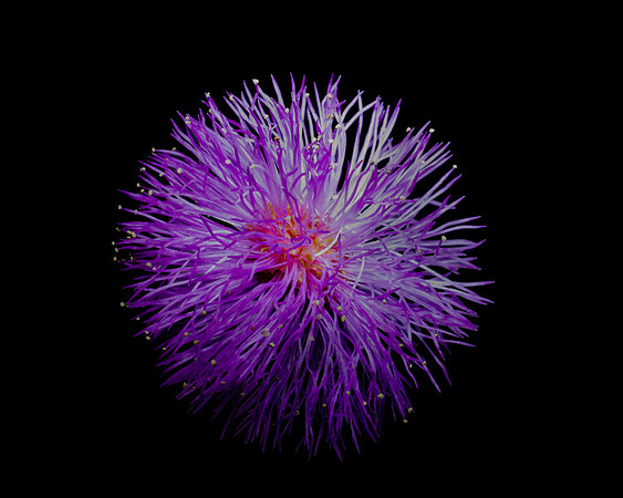 Mimosa Pudica