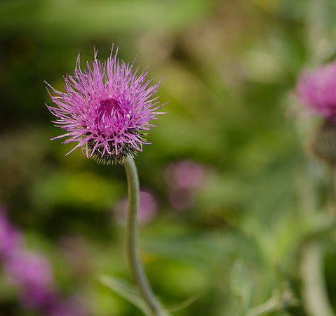 Thistle