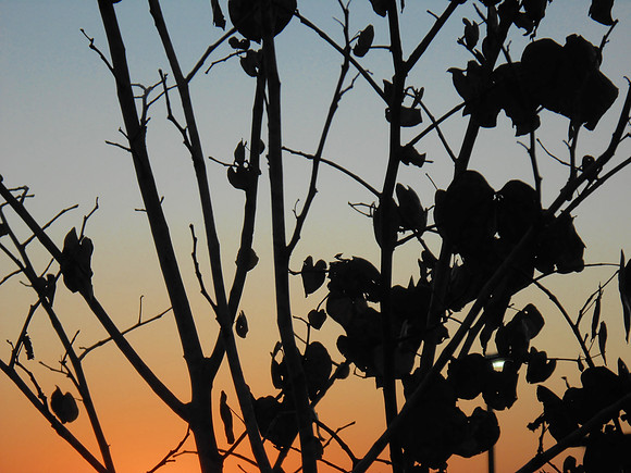 Sunset Silouette