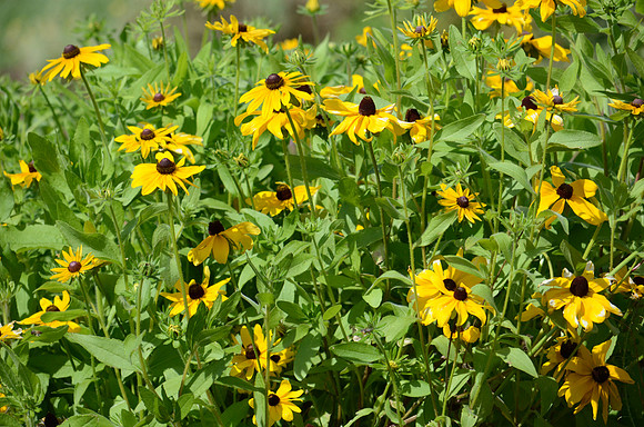 Black Eyed Susan