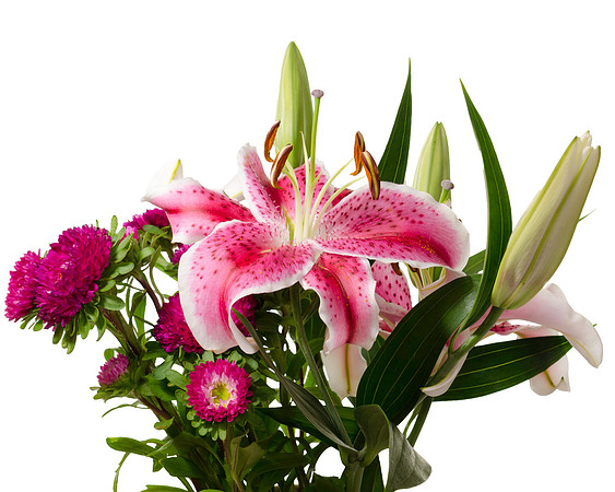 Pink Lily