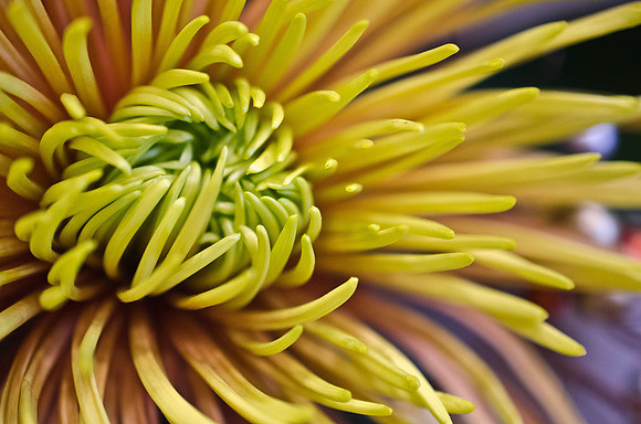 Yellow Chrysanthemum