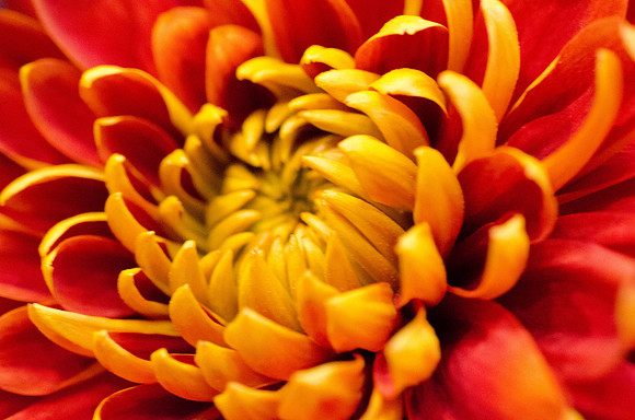 Orange Chrysanthemum